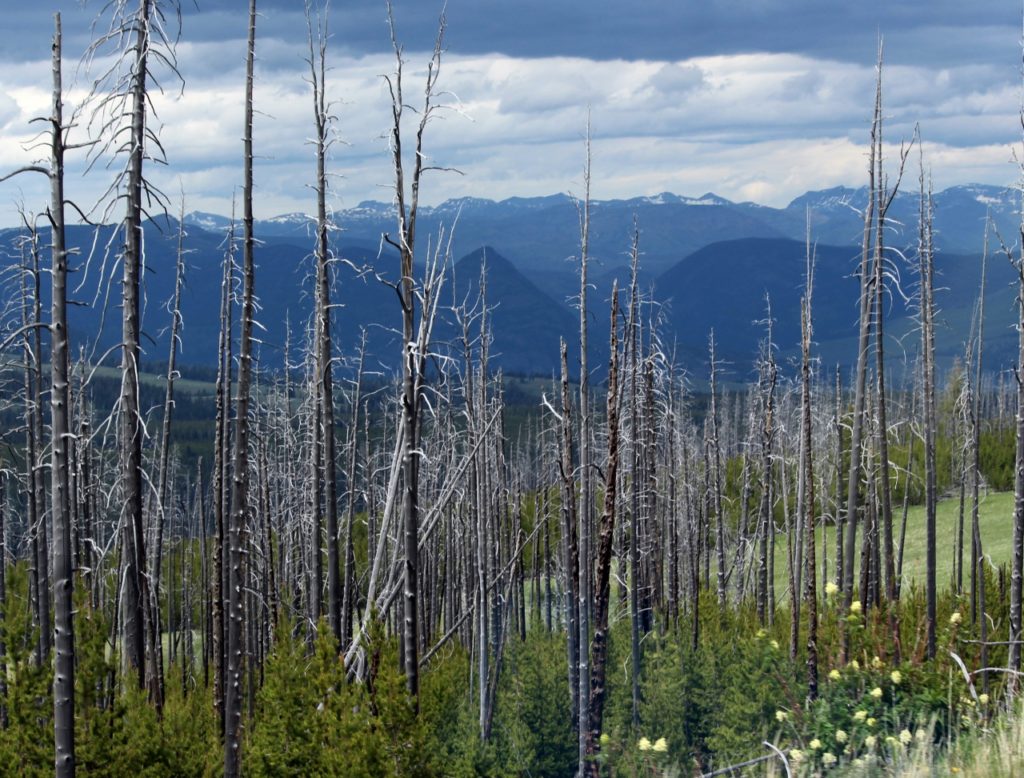 Yellowstone Part Iii: North Loop Highlights 