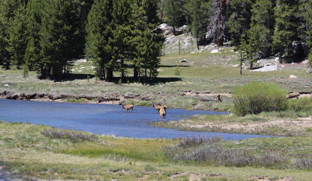 Tuolumne Meadows YosemiteIMG_8665