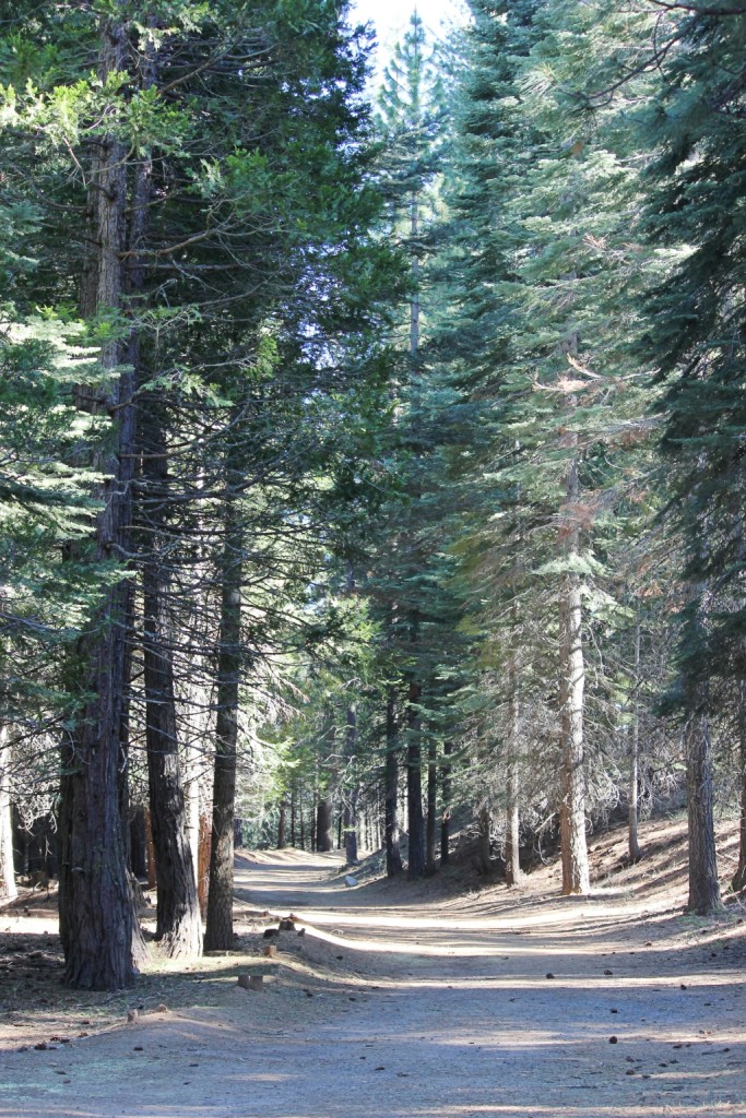 Trail at Yosemite